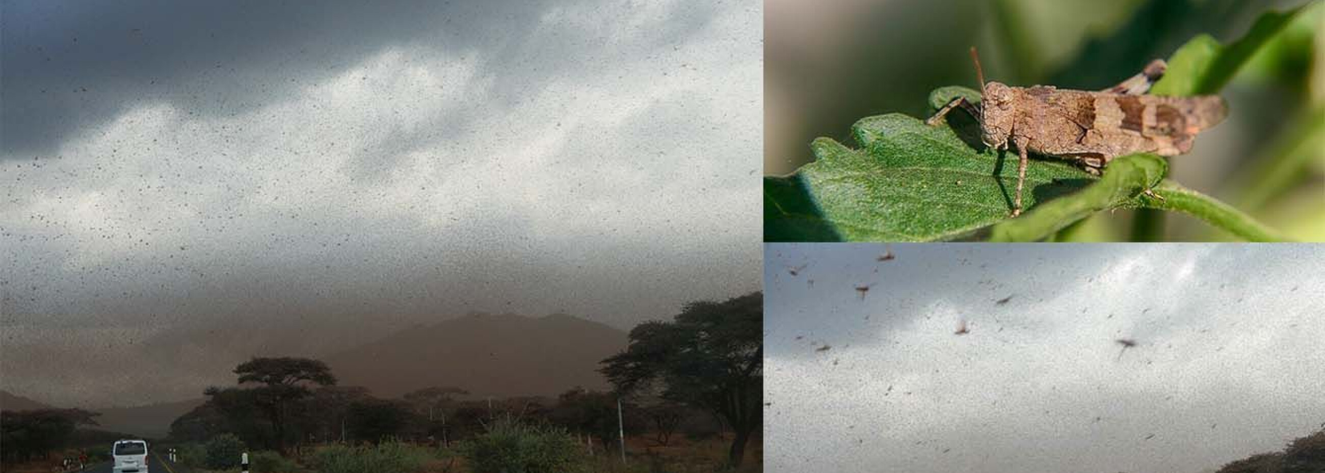 Banner Heuschrecke 1340x580.jpg